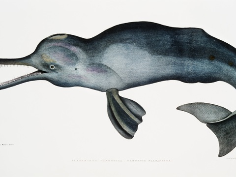 复古海洋鱼类插画，虾蟹贝插画21