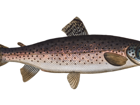  高清复古写实鱼类插画,海洋动物插画60 