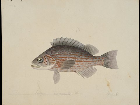  复古手绘水彩海鱼插画，手绘鱼类插画5 