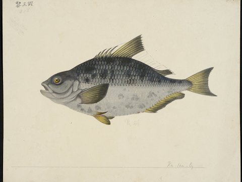  复古手绘水彩海鱼插画，手绘鱼类插画347 