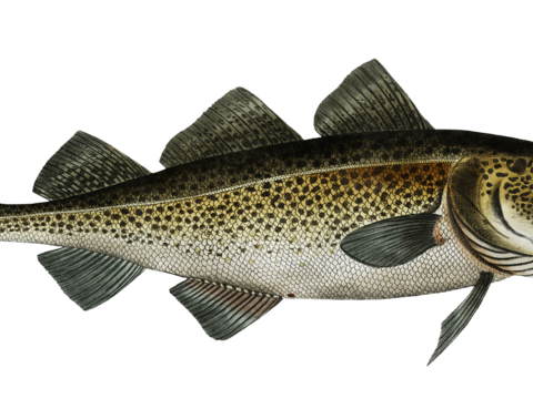  高清复古写实鱼类插画,海洋动物插画84 