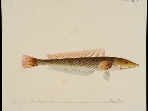  复古手绘水彩海鱼插画，手绘鱼类插画20 