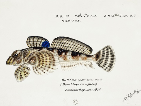 复古手绘水彩海鱼插画，海鱼图99