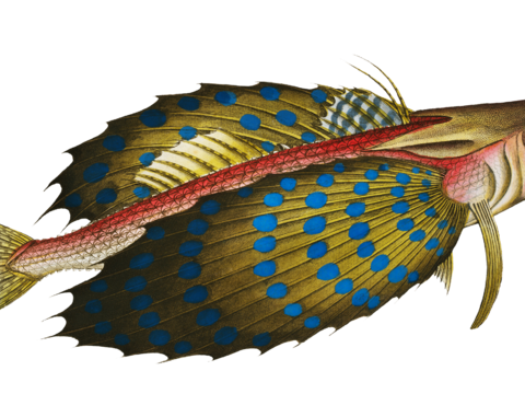  高清复古写实鱼类插画,海洋动物插画76 