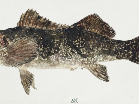  复古手绘水彩海鱼插画，海鱼图13 