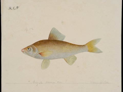  复古手绘水彩海鱼插画，手绘鱼类插画15 