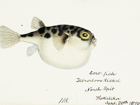  复古手绘水彩海鱼插画，海鱼图98 