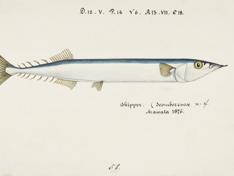  复古手绘水彩海鱼插画，海鱼图6 