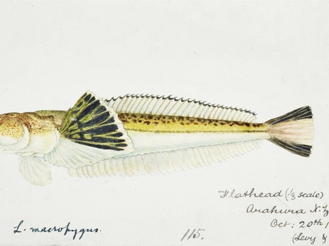  复古手绘水彩海鱼插画，海鱼图5 