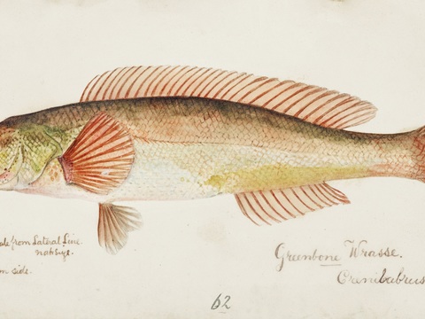  复古手绘水彩海鱼插画，海鱼图24 