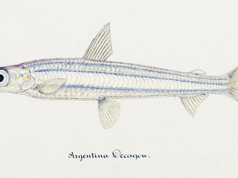  复古手绘水彩海鱼插画，海鱼图39 