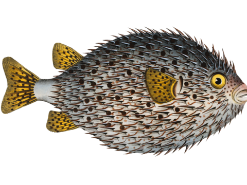  高清复古写实鱼类插画,海洋动物插画82 