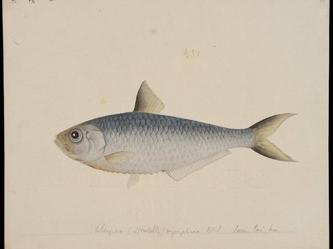  复古手绘水彩海鱼插画，手绘鱼类插画6 