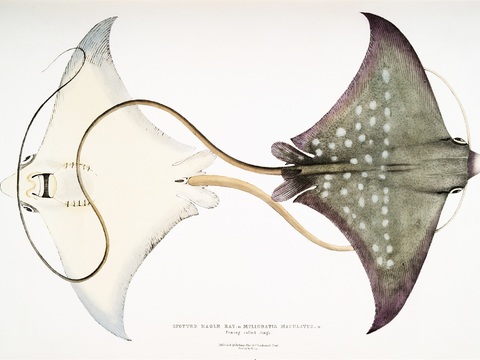 复古海洋鱼类插画，虾蟹贝插画23