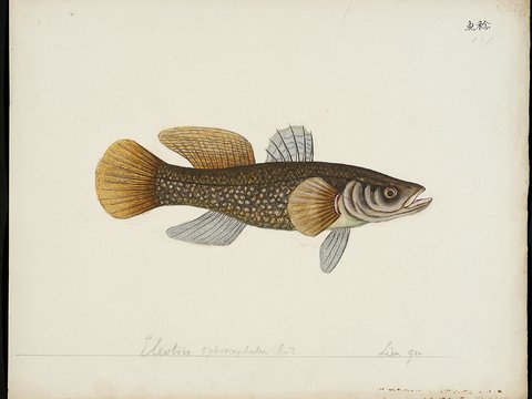  复古手绘水彩海鱼插画，手绘鱼类插画248 