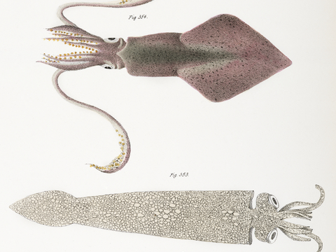  复古海洋鱼类插画，虾蟹贝插画10 