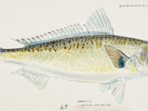  复古手绘水彩海鱼插画，海鱼图57 