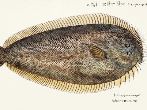 复古手绘水彩海鱼插画，海鱼图91