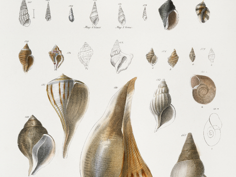 复古海洋鱼类插画，虾蟹贝插画6