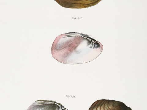 复古海洋鱼类插画，虾蟹贝插画19