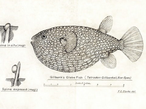 复古手绘水彩海鱼插画，海鱼图84