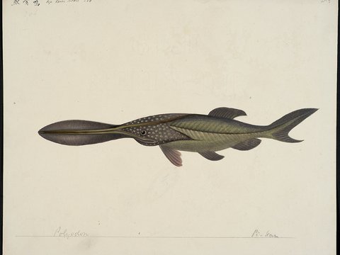  复古手绘水彩海鱼插画，手绘鱼类插画278 