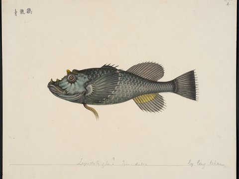 复古手绘水彩海鱼插画，手绘鱼类插画434