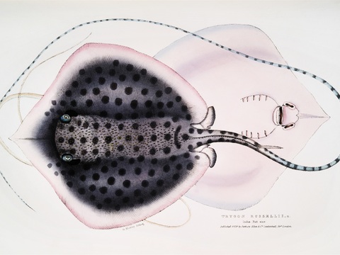 复古海洋鱼类插画，虾蟹贝插画25