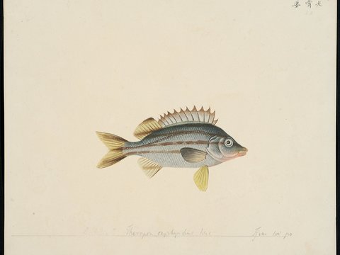  复古手绘水彩海鱼插画，手绘鱼类插画31 