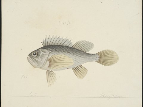  复古手绘水彩海鱼插画，手绘鱼类插画179 