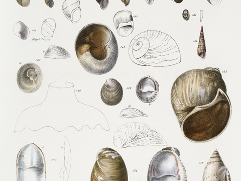 复古海洋鱼类插画，虾蟹贝插画17