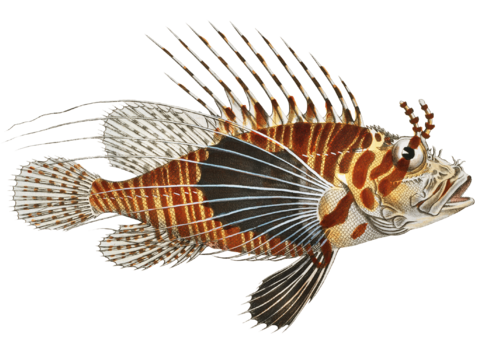  高清复古写实鱼类插画,海洋动物插画98 