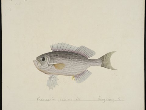  复古手绘水彩海鱼插画，手绘鱼类插画197 