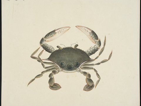  复古手绘水彩海鱼插画，手绘鱼类插画152 