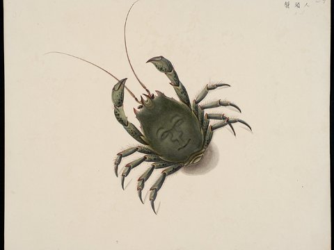 复古手绘水彩海鱼插画，手绘鱼类插画52