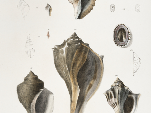 复古海洋鱼类插画，虾蟹贝插画11