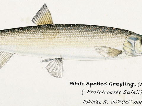 复古手绘水彩海鱼插画，海鱼图73