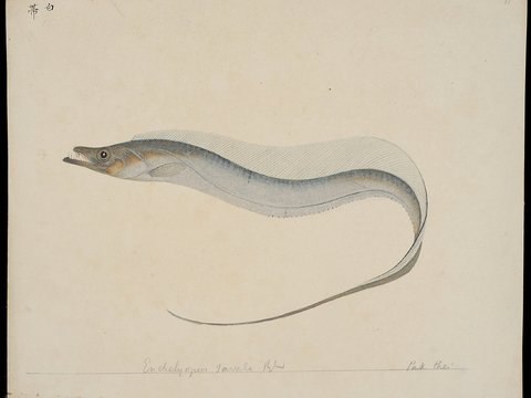  复古手绘水彩海鱼插画，手绘鱼类插画11 