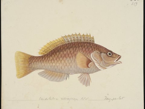  复古手绘水彩海鱼插画，手绘鱼类插画351 