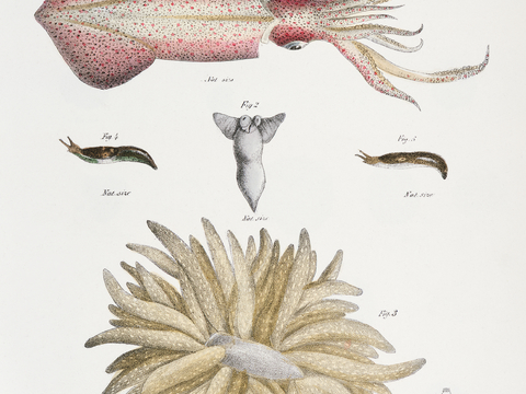 复古海洋鱼类插画，虾蟹贝插画20