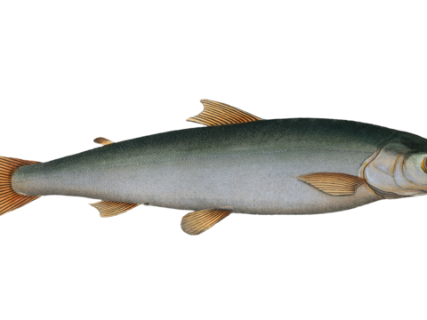  高清复古写实鱼类插画,海洋动物插画99 