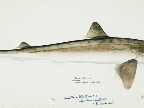  复古手绘水彩海鱼插画，海鱼图11 