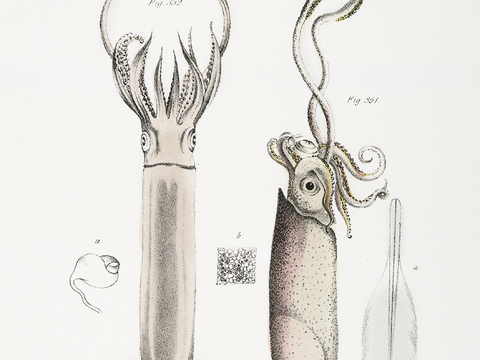 复古海洋鱼类插画，虾蟹贝插画9