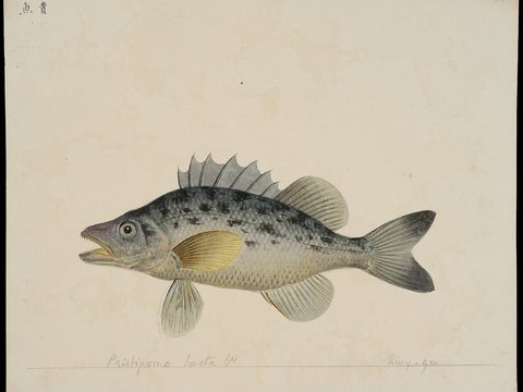  复古手绘水彩海鱼插画，手绘鱼类插画24 