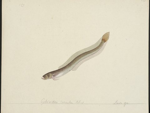  复古手绘水彩海鱼插画，手绘鱼类插画184 