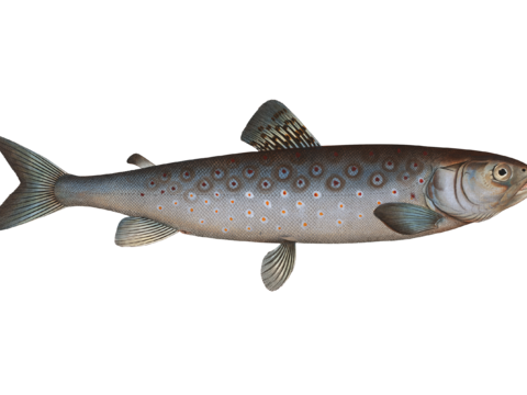  高清复古写实鱼类插画,海洋动物插画90 