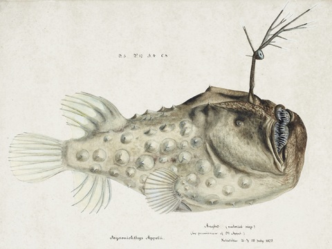  复古手绘水彩海鱼插画，海鱼图1 