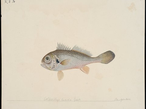  复古手绘水彩海鱼插画，手绘鱼类插画32 