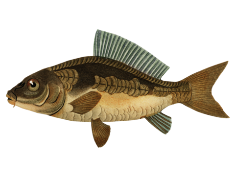  高清复古写实鱼类插画,海洋动物插画7 