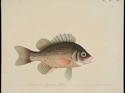 复古手绘水彩海鱼插画，手绘鱼类插画7